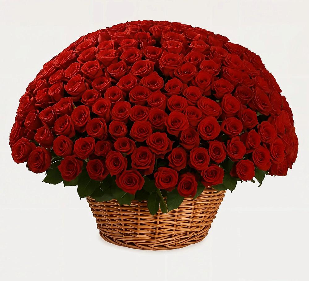 251 Премиум красная роза в Лянторе Премиум букет из: Розы в Лянторе